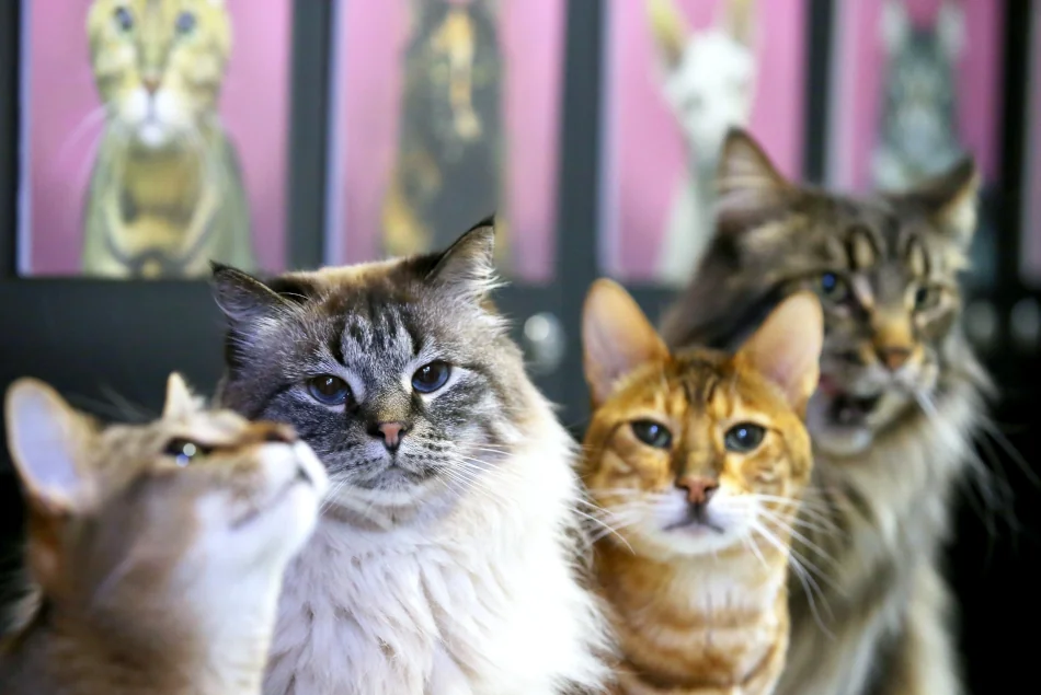День кошек в России